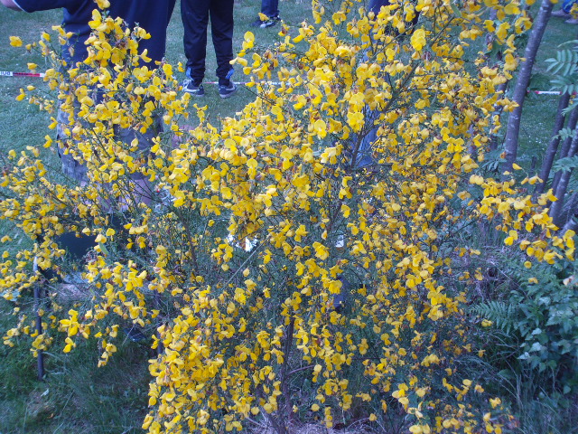 2014hwk 019.jpg